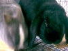 bunnies_op_450x600